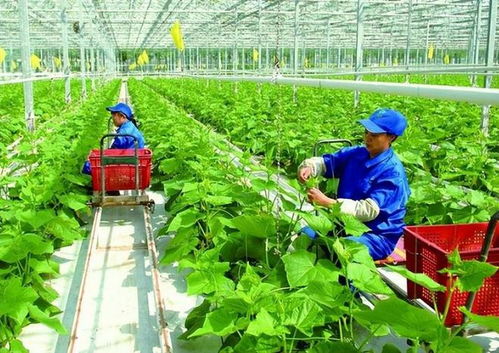 政策支持農(nóng)戶(hù)合作社與公司模式 琪金食品數(shù)字化轉(zhuǎn)型與麥秸畫(huà)產(chǎn)業(yè)的探索